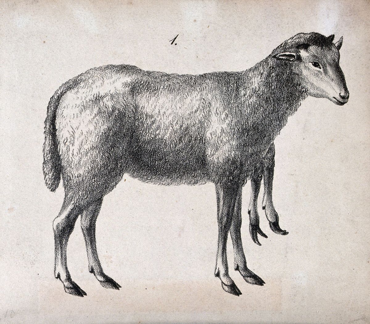 Lithographie médicale du XIXe siècle : un mouton de profil avec six pattes, deux membres surnuméraires pendant sous le poitrail
